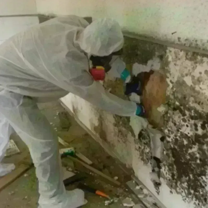 Mold Remediation and Removal in Waimea, HI